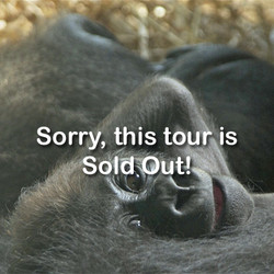 VIP Tour - Gorilla - October 12, 2024 (2 tickets)
