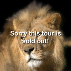 VIP Tour - Lion - July 20, 2024 (Sorry, Sold Out)