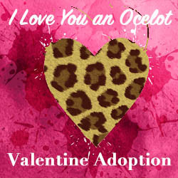 2024  Valentine Adoption - (Sorry, sold out)