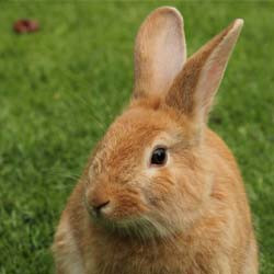  Adopt a Native Eastern Cottontail