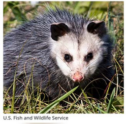 Adopt a Virgina Opossum