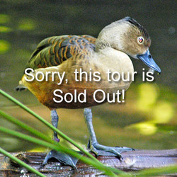 2025 - VIP Tour - Avian Prop March 1 (Sold Out)