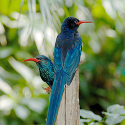 VIP Tour - Avian Prop - September 27, 2025
