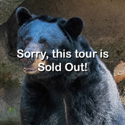 2025 -  VIP Tour - Black/Grizzly Bears - April 26 (Sold Out)