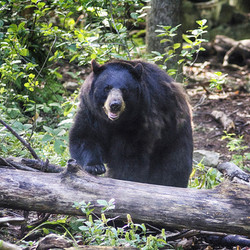 2025 -  VIP Tour - Black/Grizzly Bears - June 7 (only 2 tickets left)