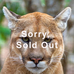 2025 - VIP Tour - Cougar/Alligator - April 12 (Sold Out)