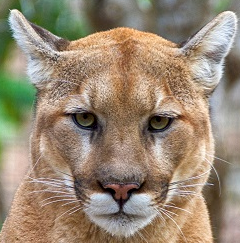 2025 - VIP Tour - Cougar/Alligator - August 23 (2 tickets)
