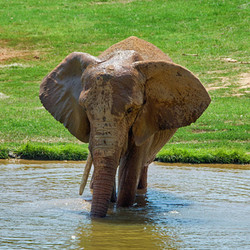 2025 - VIP Tour - Elephant - April 12 (2 tickets left)