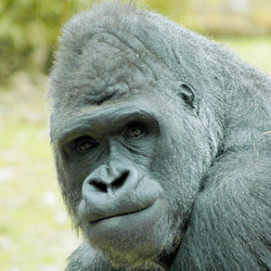 2025 - VIP Tour - Gorilla - September 6