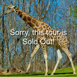 2025 VIP - Giraffe Tour- May 10 (closed)