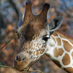 2025 - Giraffe VIP Tour -June 14