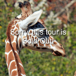 2025 - Giraffe VIP Tour - August 16 (Sold out)