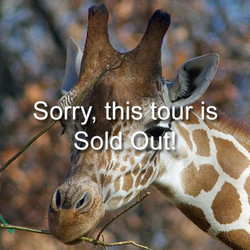 2025 - VIP - Giraffe Tour - September 20 (Sold Out)