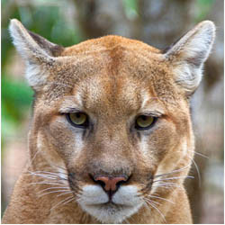 2025 - Private Cougar Tour
