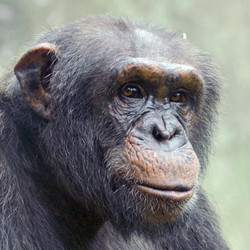 2025 - Private Tour - Chimpanzee