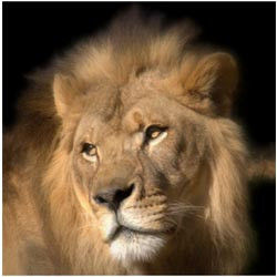 2025 - Private Tour Lion