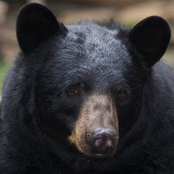 2025 - Private Black & Grizzly Bear Tour