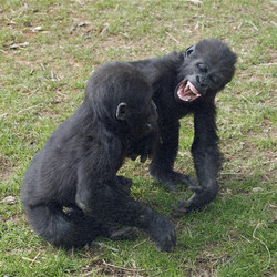 2025 Private Tour - Gorilla