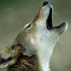 2025 -VIP Wolf Howl-September