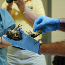 2025-Shadow a Veterinarian for a Day - July