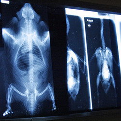 2025-Shadow a Veterinarian for A Day - March