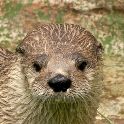 2025 - VIP Tour - Otter - December 6 (sold out)