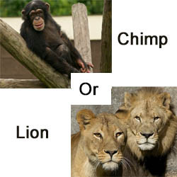 2026 - Private - Chimpanzee or Lion Tour