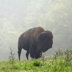 2026 - Private Bison Tour 