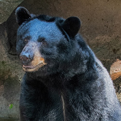 2026 - VIP Black/Grizzly Bears - March 14