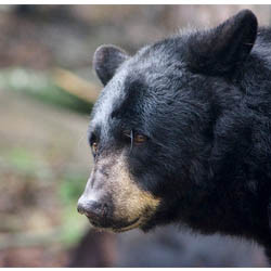 2026 - VIP Black/Grizzly Bears - April 25