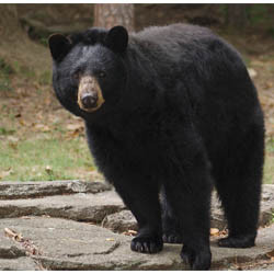 2026 - VIP Black/Grizzly Bears - July 25