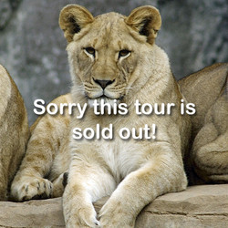 2026  -  VIP - Lion -September 19 (Sold Out)