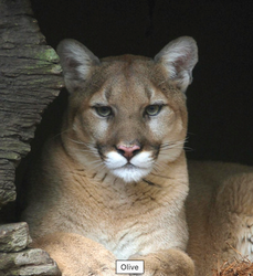 2026 - VIP Cougar - August 22, 2026