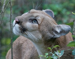 2026 - Cougar - October 3