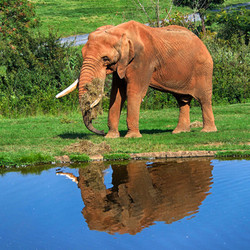 VIP Tour - Elephant - April 18, 2026