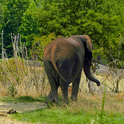 VIP Tour - Elephant -June 20, 2026