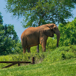 VIP Tour - Elephant -October 10, 2026