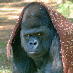 2026 - VIP Tour - Gorillas and Baboons - September  12