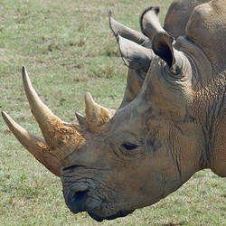 2026 - VIP - Rhino Tour - April 18 (4 tickets left)