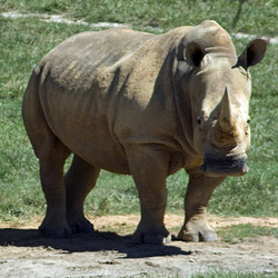 2026 - VIP - Rhino Tour - June 6 (Only 1 ticket left)