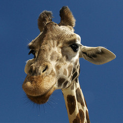 2026 - VIP - Giraffe Tour - September 19
