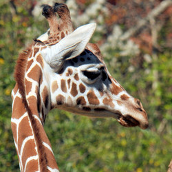 2026 - VIP- Giraffe Tour - August 15