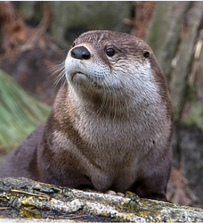 2026 - VIP Tour - Otter - August 1 