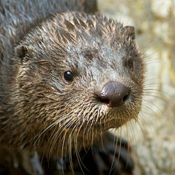 2026 - VIP Tour - Otter - October 3 (Only 2 Tickets left)