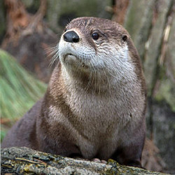 2026 - VIP Tour - Otter - June 13