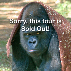 2026 - VIP Tour - Gorillas and Baboons - October  10 (Sold Out)