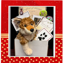 American Red Wolf Adoption Package