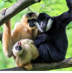 69CM-Corporate Gibbon Membership