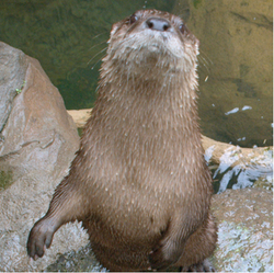 2026 - VIP Tour - Otter - November 7