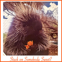 2026  Valentine Adoption 